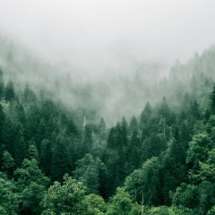 Patagonia bajo cenizas / el grito de las provincias ante el colapso ambiental